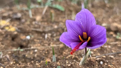 Soğuk hava dünyanın en pahalı baharatında erken çiçek açtırdı