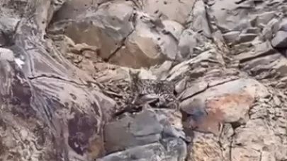 Kars'ta ormanların hayaleti vaşak görüntülendi