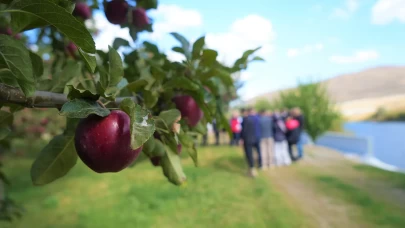 Muş'ta elma hasadından 100 milyon liralık gelir bekleniyor