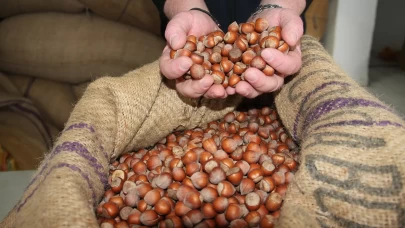 Giresun’da fındık fiyatları haftayı 315 liradan kapattı