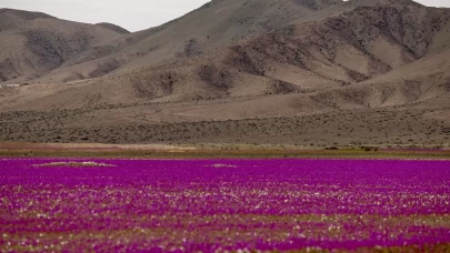 Atacama Çölü’nde görsel şölen: Kurak topraklar çiçeklerle kaplandı