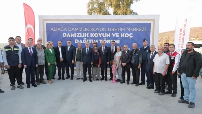 Aliağa Damızlık Koyun Üretim Merkezi’nde ikinci etap dağıtım tamamlandı