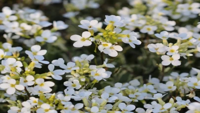 Hangi hastalıklara iyi gelir