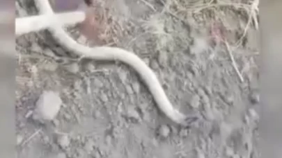 Ankara'da bahçesine giren dev yılanı yakalayıp doğaya bıraktı