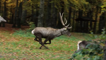 Kocaeli'de Samanlı Dağları'na 7 kızıl geyik bırakıldı