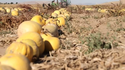 Nevşehir kabak çekirdeğinde rekor büyüme: Ekim alanı ve ihracat katlanarak arttı