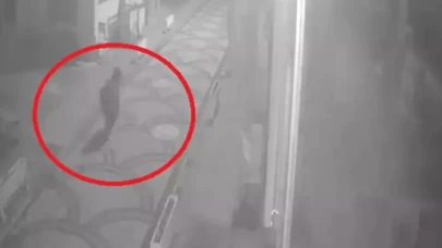 Kastamonu’da aç kalan ayı ilçe merkezine indi: Köpekler peşine düştü