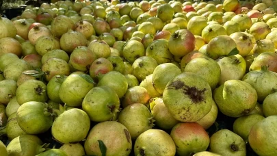 Antalya’da coğrafi işaretli çekirdeksiz narın hasadı başladı