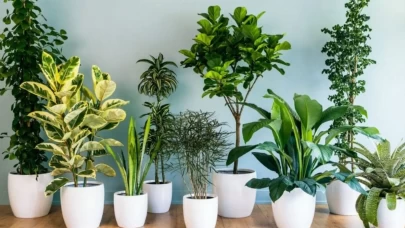 Solunum sağlığını destekleyen şifa bitkileri