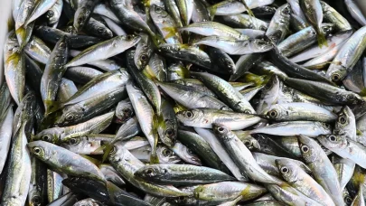 Balıkçı tezgahlarında istavrit ilgi görüyor