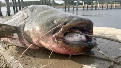 Tekirdağ’da amatör balıkçı dev yayın balığı yakaladı