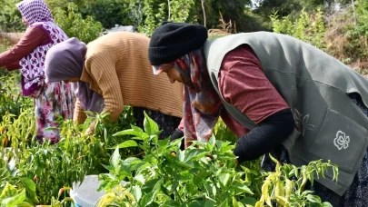 Kuraklık Çukurören biberini vurdu: Üretim alanı yarı yarıya azaldı