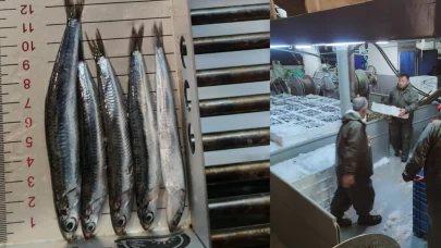 Denizden bereket fışkırdı! Karadeniz’de hamsi bolluğu