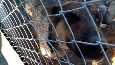 Yozgat'ta köpeğe şiddet uygulayan şahıs gözaltına alındı