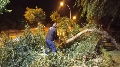 İznik’te lodos etkili oldu: Ağaç dalları yollara devrildi