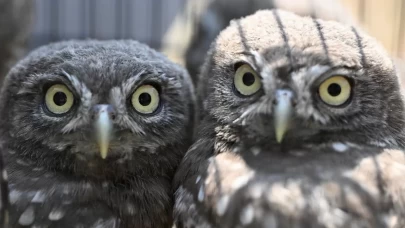 DMKP, 13 yılda yaklaşık 73 bin hayvanı tedavi ederek doğaya saldı