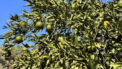 Bodrum mandalinasında rekolte beklentisi yüksek