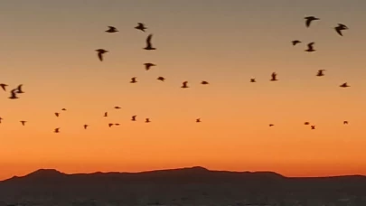 Van Gölü’nde kartpostallık manzara: Kuşlar gün batımıyla göç yolculuğuna başladı