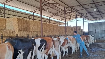 Aydın’da şap alarmı: Köşk ilçesinde 12 mahalle karantinaya alındı