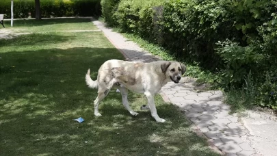 Asla yedirmeyin! Köpekler için en tehlikeli meyve