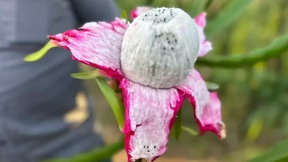 Kilosu 180 TL'den satılıyor!