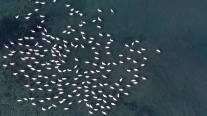 İzmit Körfezi'ndeki dip çamuru temizliği biyoçeşitliliği artırdı