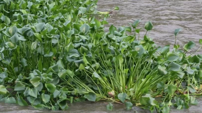 Asi Nehri’nde su sümbülleri yeniden görüldü: Güzelliğin altında tehdit saklı