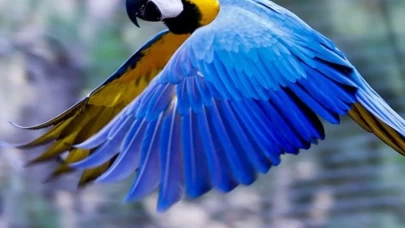 Tekirdağ’da kaçak yollardan getirilen 21 egzotik papağan korumaya alındı