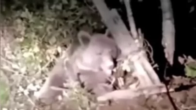 Düzce'de dikenli tellere dolanan ayı ekiplerce kurtarıldı