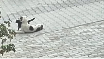 Kedi-köpek dostluğu kameralara yansıdı