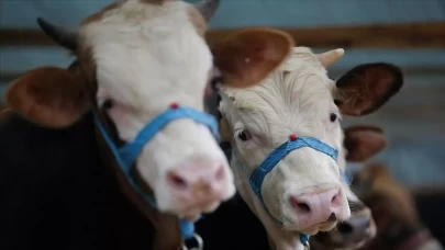 Denizli'de "şap" alarmı