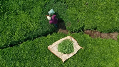 Türk çayı ihracatı 9 ayda 22 milyon doları aştı