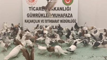 Gürbulak Gümrük Kapısı'nda "cancan" cinsi 85 güvercine el konuldu