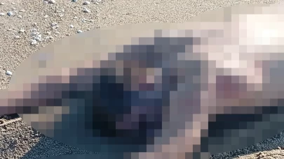 Sakarya'da kumsalda çıplak erkek cesedi bulundu
