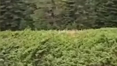 Kastamonu'da ormanlık alandaki kızıl geyik kamerada