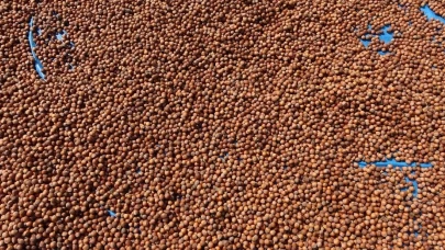 Fındık ihracatından 1,6 milyar doları aşkın gelir sağlandı