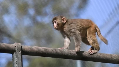 ABD'de 'hastalıklı maymun' paniği