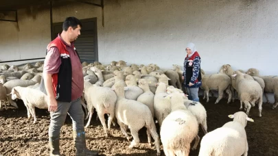 Aliağa’da üreticiye destek sürüyor: Hibeli koyun ve koçlar teslim ediliyor