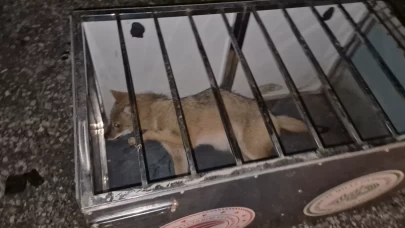 Bartın’da otomobilin çarptığı yaralı tilkiyi yol kenarında beklediler