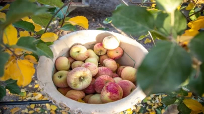 Karaman’da elma hasadı: Sezonun son elmaları özenle toplanıyor