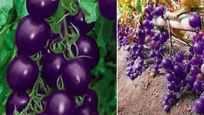 Kansere karşı kalkan oluyor!