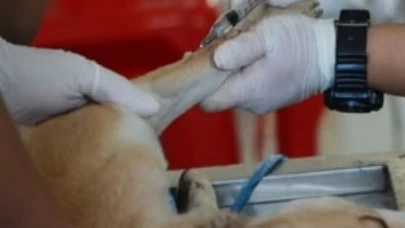 Balıkesir’de “Gofret”in idrar kesesinden 147 taş çıkarıldı