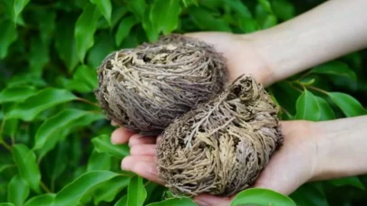 Kadın sağlığı ve doğurganlık üzerindeki etkileri