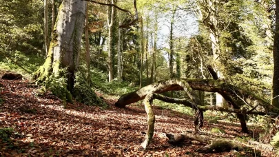 Dereli'de sonbahar renkleri: Doğanın büyüsü görsel şölene dönüşüyor