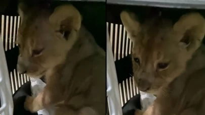 İstanbul’da kaçak getirilen yavru Afrika aslanına el konuldu