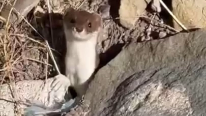 Beyaz gelincik şehir merkezinde görüntülendi