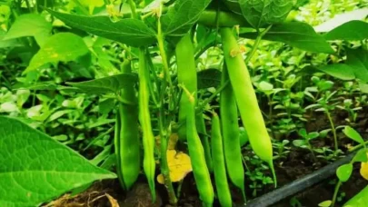 Bakın hangi hastalıklara şifa oluyormuş