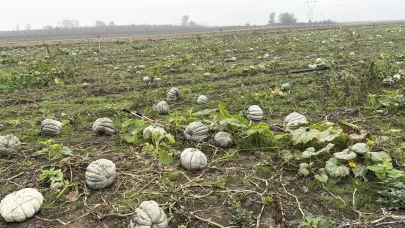 Coğrafi işaretli kestane kabağı hasadı başladı