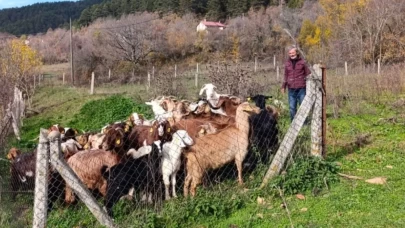 Dronla kayıp sürü bulundu: 30 hayvan 1 günde kurtarıldı!