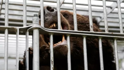 Japonya'da ayı tehlikesi